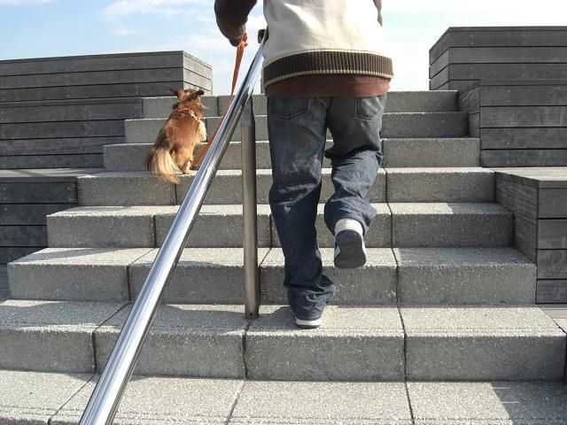 犬の散歩をする写真