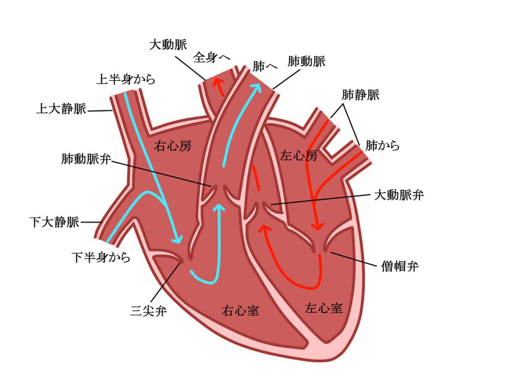 心臓のイラスト